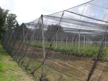中国 温室の黒のための高い引張強さの昆虫の網0.6 * 0.6mm ISO 9001 サプライヤー