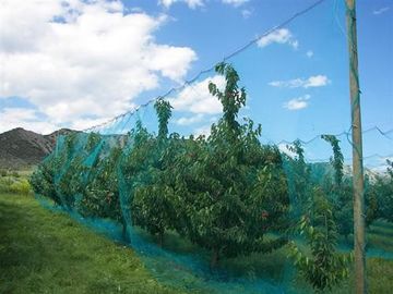 中国 編まれるゆがみ果樹の昆虫スクリーンの網袋の保護網を覆います サプライヤー