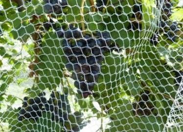 中国 再生利用できるより強い六角形の網の昆虫の網の網の高い引張強さ サプライヤー