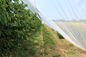 反反昆虫-あられの網の網、農業、穀物カバー網、果樹カバー、温室カバー網 サプライヤー