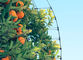 りんごの木のための紫外線純果樹園の昆虫の網の網そして反あられとの農業保護 サプライヤー