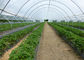 100%の新しいHDPEのトマトおよびキャベツ温室のための農業の反昆虫の網の網 サプライヤー