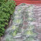 中国の白い温室のブドウのための反昆虫の障壁の網袋のナイロン純袋 サプライヤー