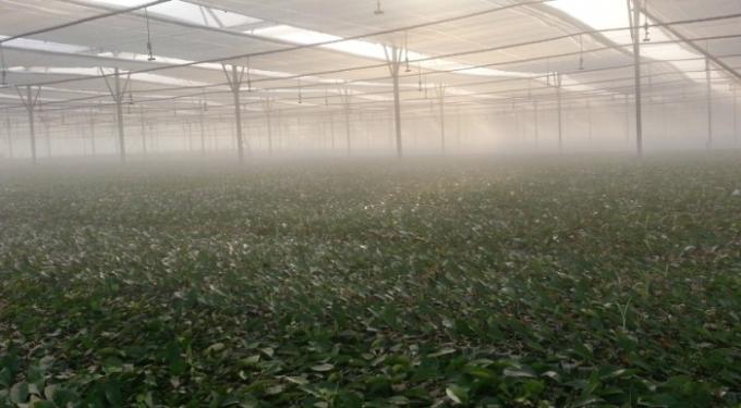 野菜の温室の昆虫の網の網、果樹の昆虫の証拠カバー網