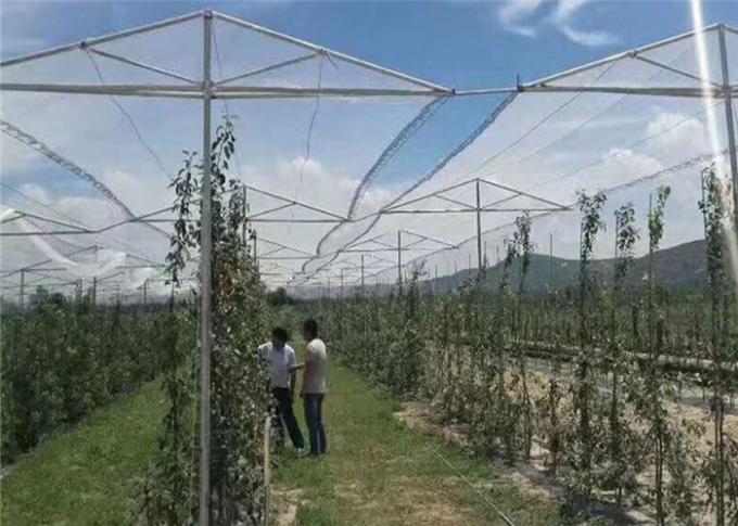 りんごの木のための紫外線純果樹園の昆虫の網の網そして反あられとの農業保護