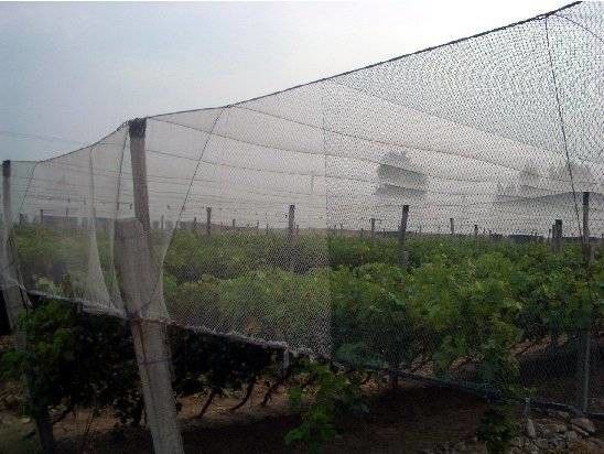 網250メートルの農業野菜温室のための100%のHDPEの昆虫の網の