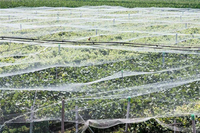 温室の反昆虫スクリーンの網の病気の防止の昆虫の証拠の網