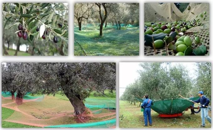 HDPEの収穫の季節の間のオリーブそして他のフルーツを集めるためのオリーブ色の収穫の網